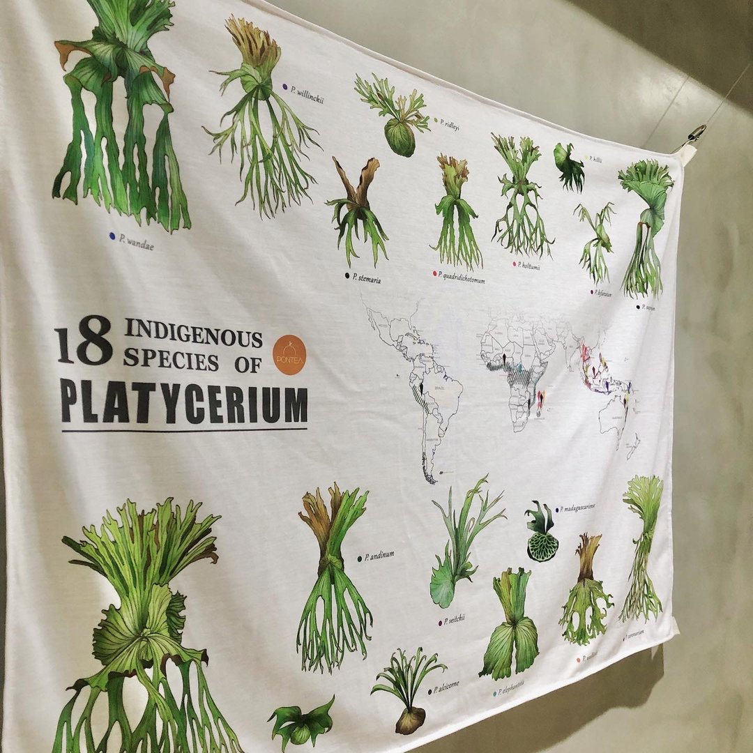 折扣售最后一个样品 / 18原生种鹿角蕨 原产地 地图挂布 植物挂布 - 摆饰 - 棉 白色