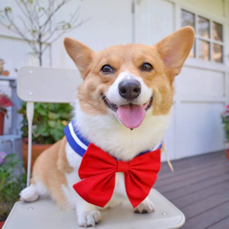 水手服造型领巾 宠物 - 衣/帽 - 其他材质 