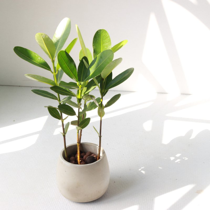 植栽 盆栽 l 小福木/龙珠果 百搭胖U水泥盆  福气聚财 散光 - 植栽/盆栽 - 水泥 