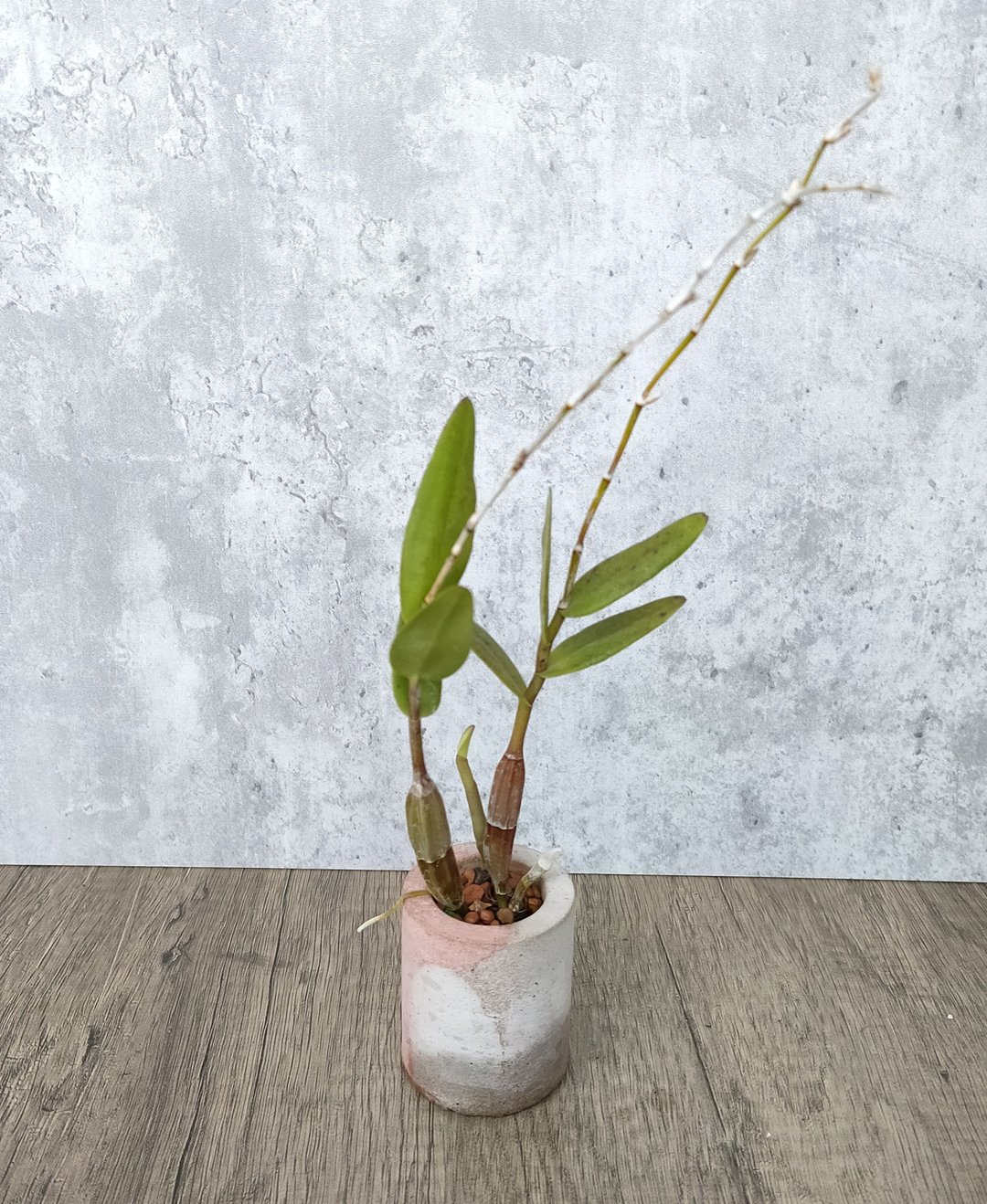 迷你盆栽--水泥盆鸽石斛   植物 盆栽 - 植栽/盆栽 - 植物．花 