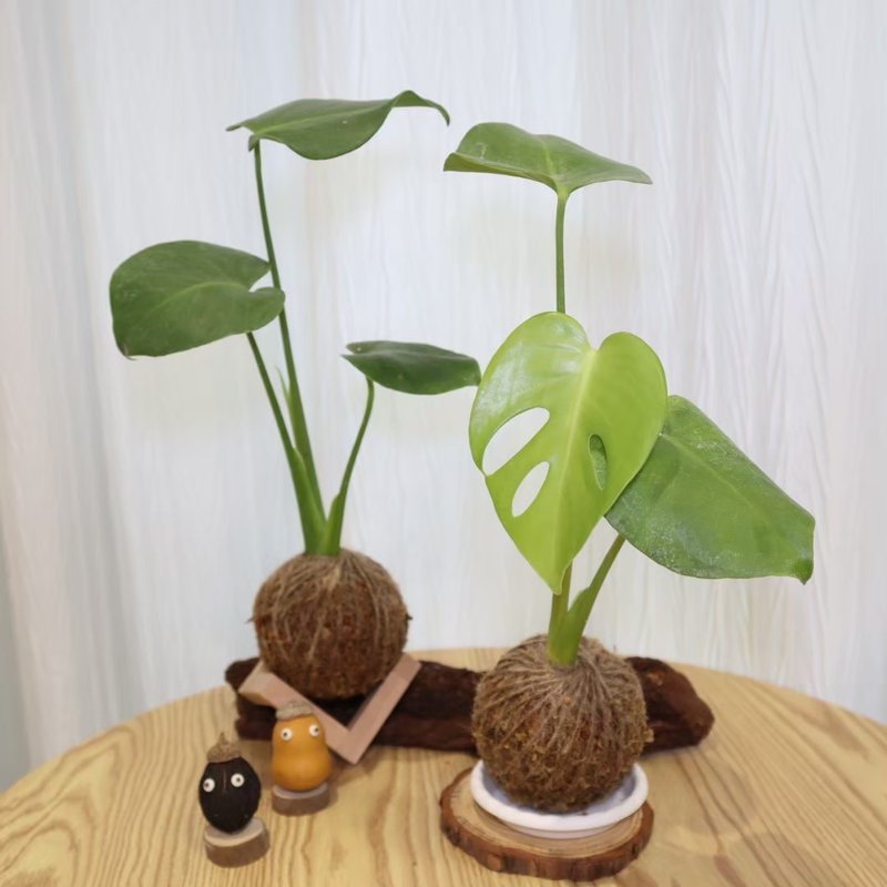 |龟背芋苔球| 赠送塑胶底座 / 植男人绅 手作苔球 - 植栽/盆栽 - 植物．花 绿色