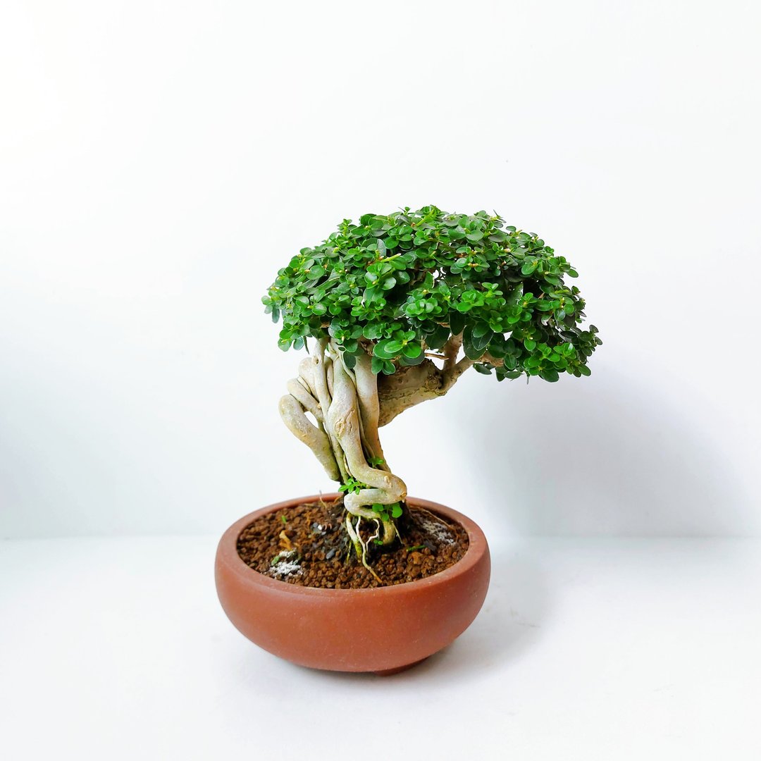 小品盆栽・露根米叶寿娘子・タイワンウオクサギ - 植栽/盆栽 - 植物．花 