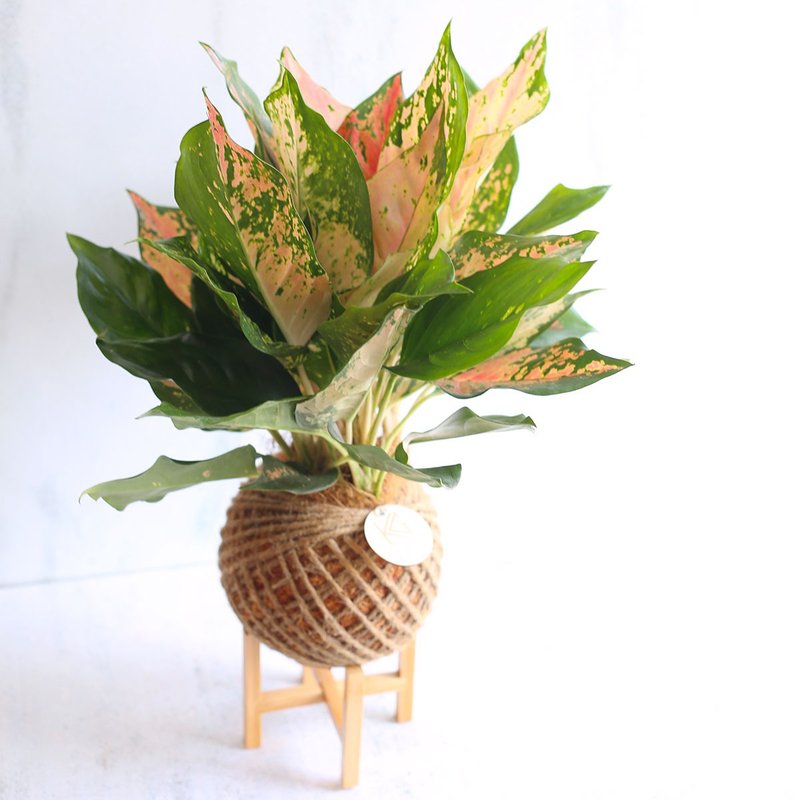 PD47彩叶粗肋草大苔球 / 苔球植物 室内植栽 观叶植物 居家绿化 - 植栽/盆栽 - 植物．花 