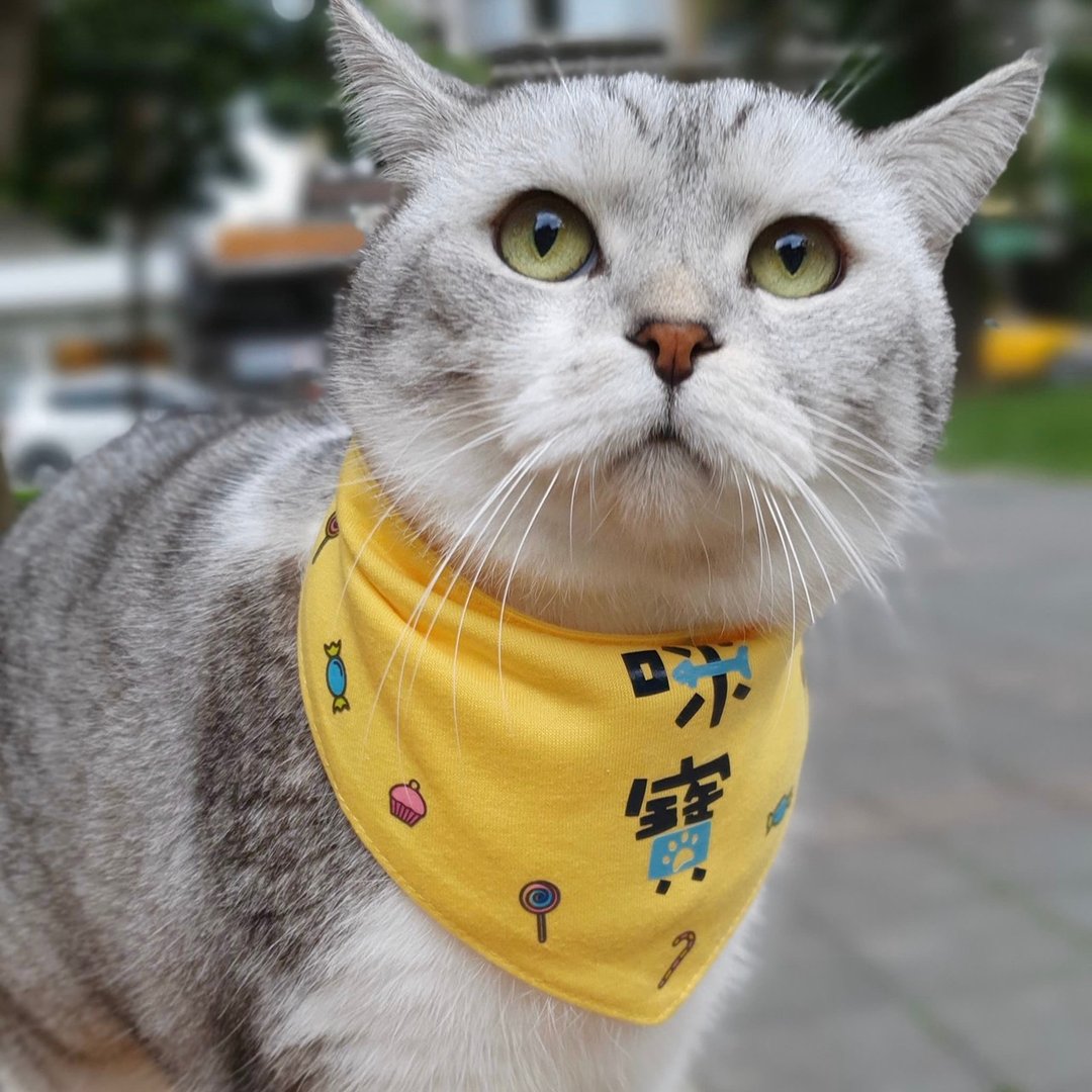 反光宠物领巾 中文姓名设计款 定制化狗狗名字领巾 狗狗猫咪领巾 - 衣/帽 - 棉 多色