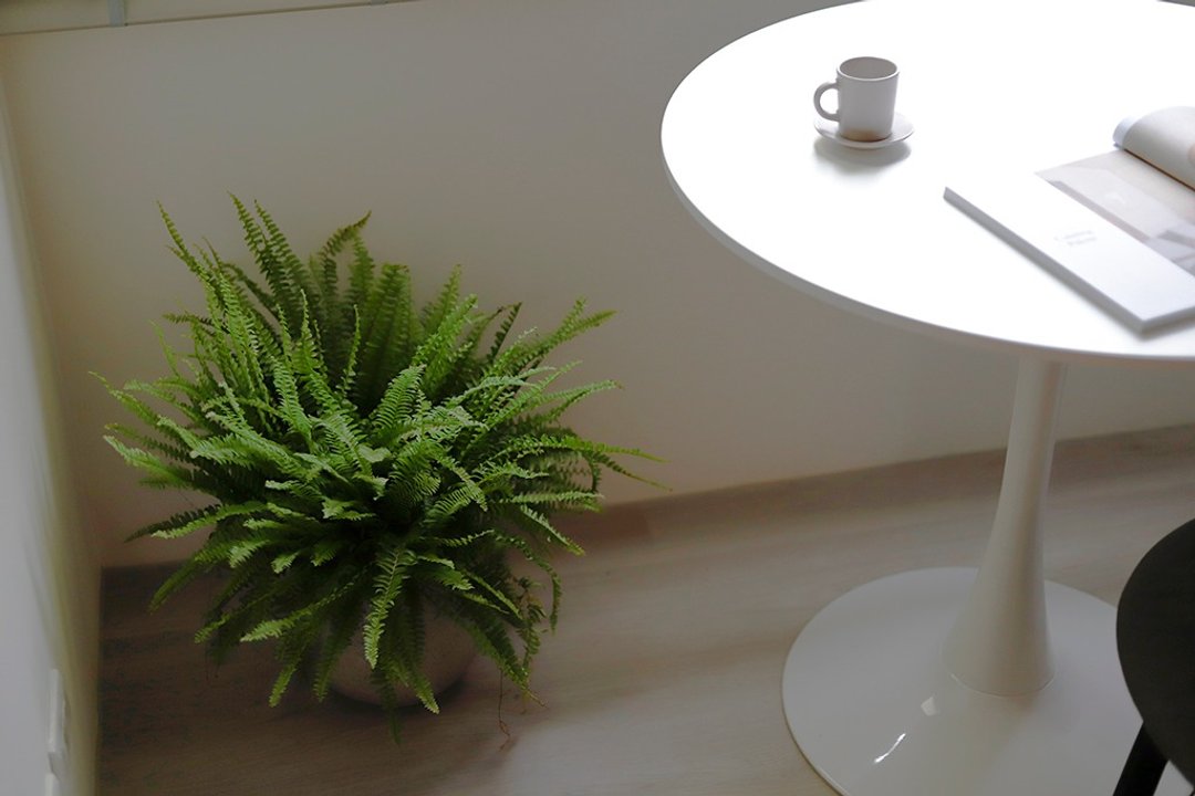 【室内盆栽】波士顿蕨盆栽 中型盆栽 观叶植物 绿化 盆栽 送礼 - 植栽/盆栽 - 植物．花 绿色