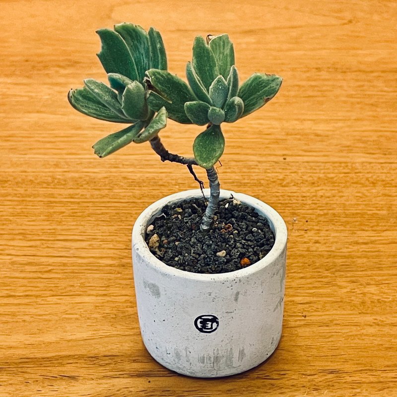 【野草不野-限时贩售】月光兔耳 / 大杯盆 - 植栽/盆栽 - 植物．花 绿色