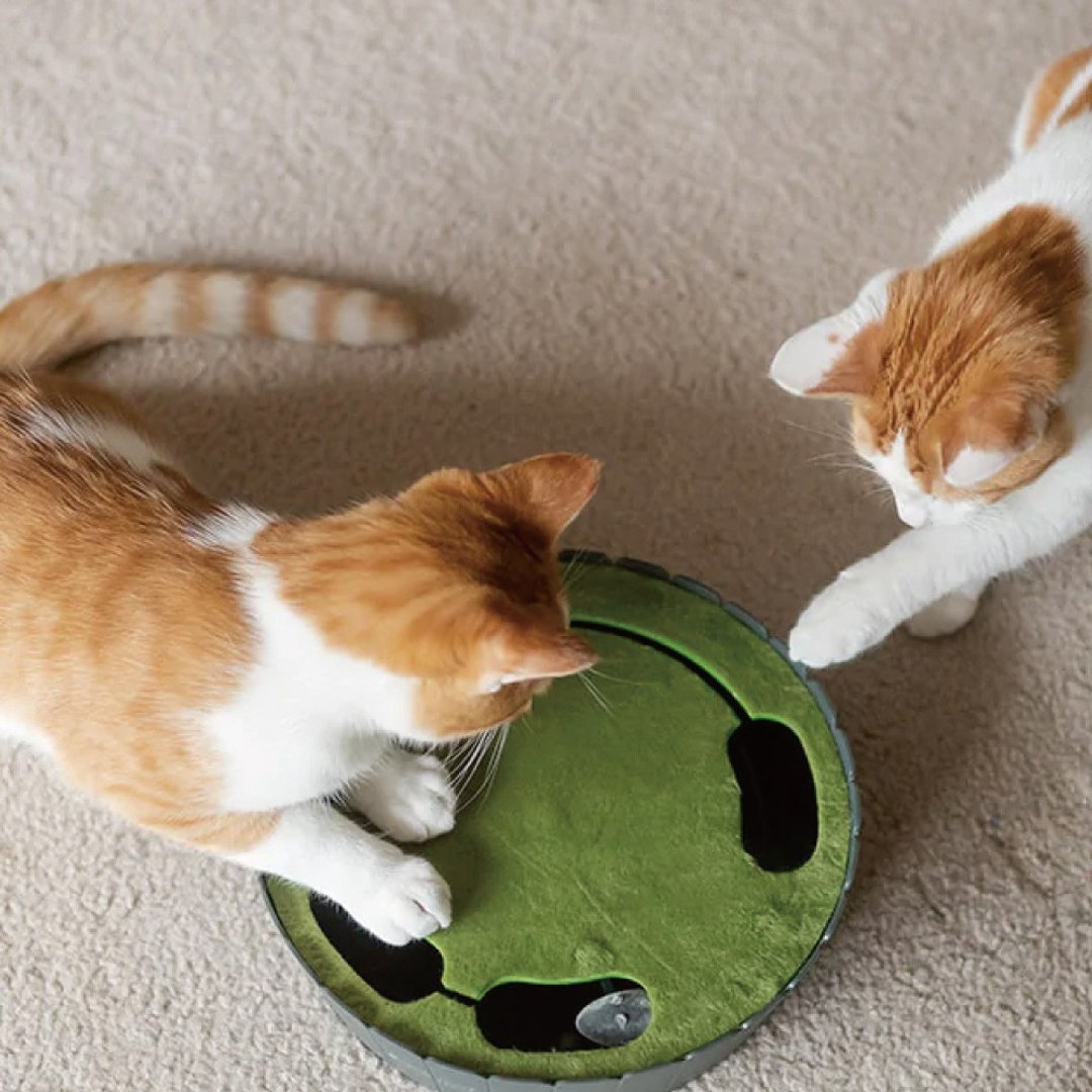 猫玩具 逗猫 猫捉老鼠 地鼠迷踪 (自动捉迷藏) - 玩具 - 环保材料 