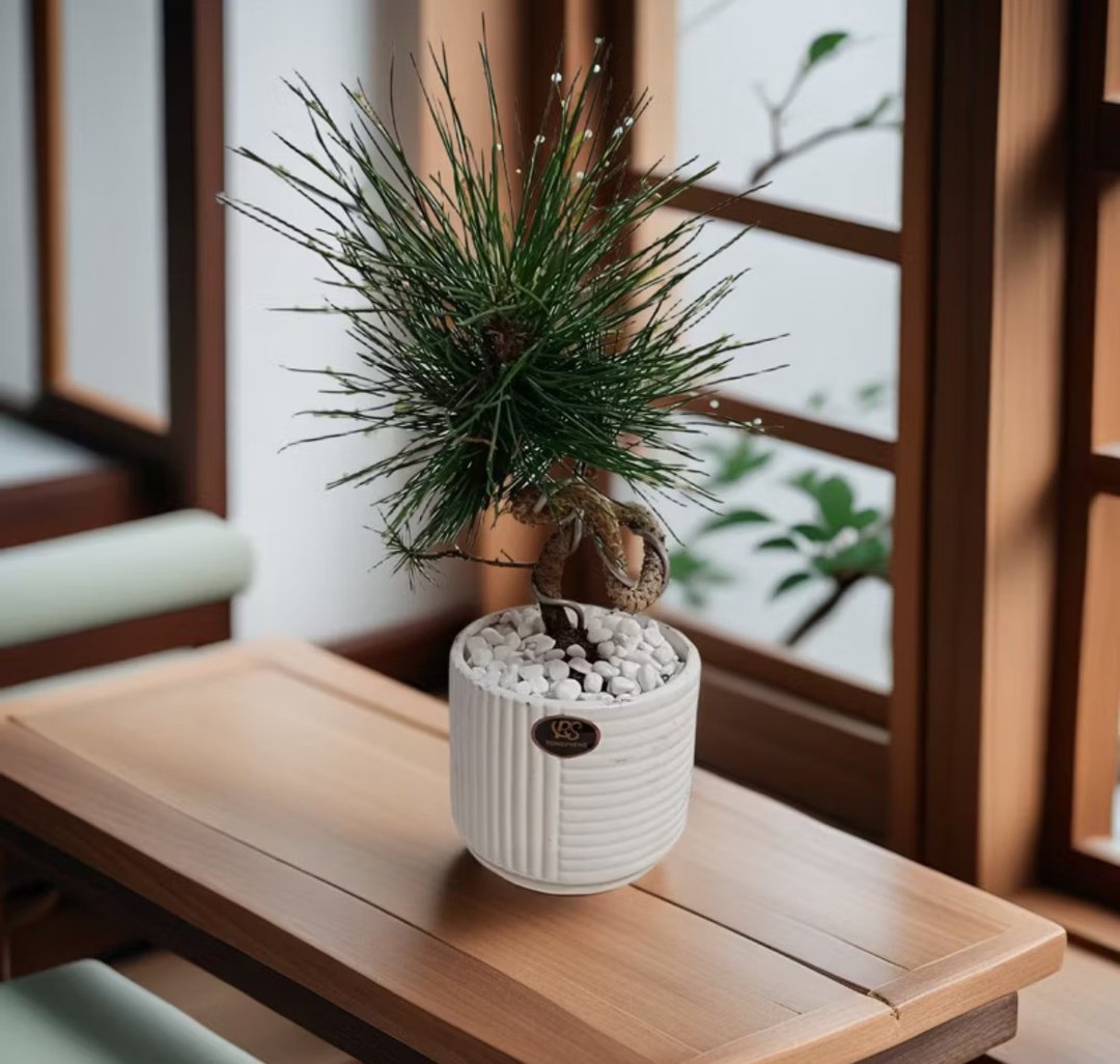 日式质感黑松 典雅韵味送礼长寿高升自用摆设 - 植栽/盆栽 - 陶 