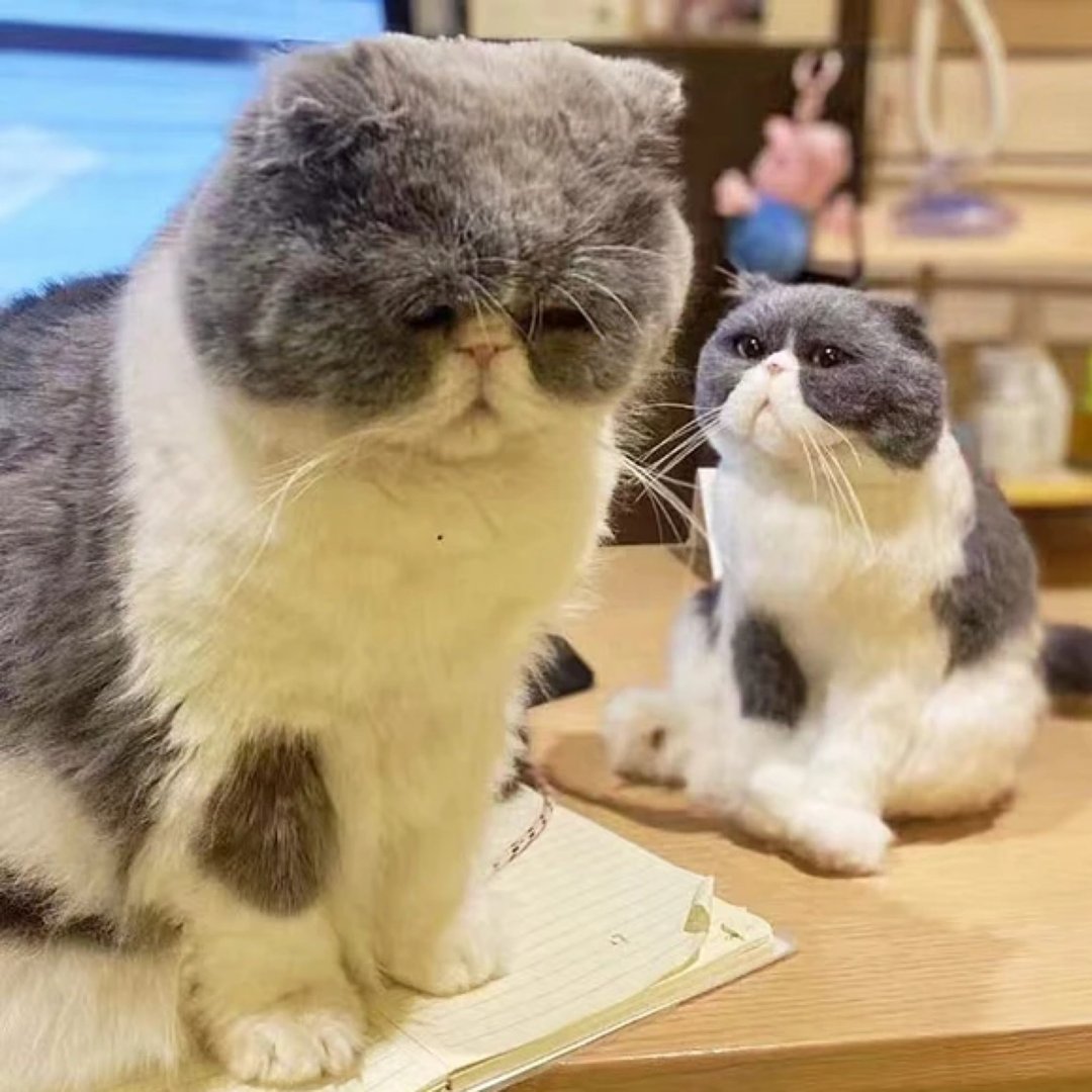 定制化礼物 逼真猫猫 羊毛毡 毛孩 宠物 娃娃 猫咪猫奴 似颜绘 #2 - 玩具 - 羊毛 多色
