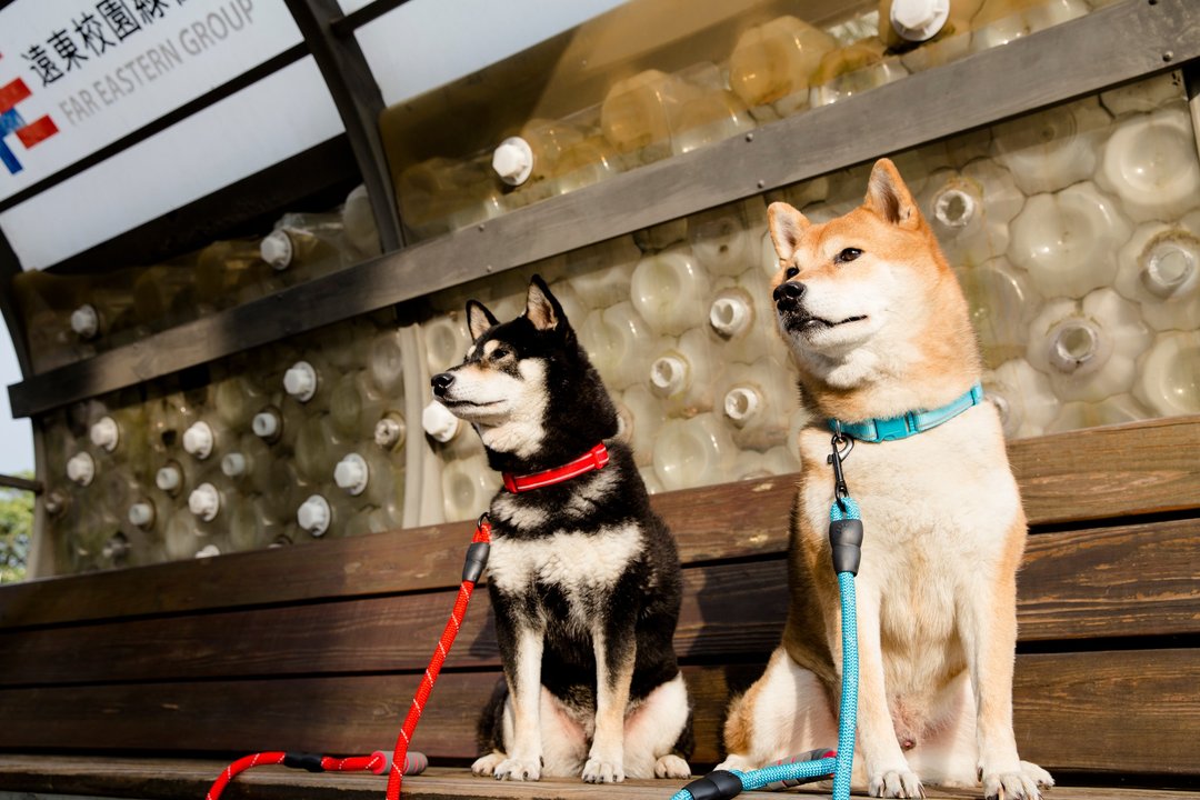 【柴犬大学】牵绳组 项圈+牵绳 中型犬 - 项圈/牵绳 - 其他材质 多色