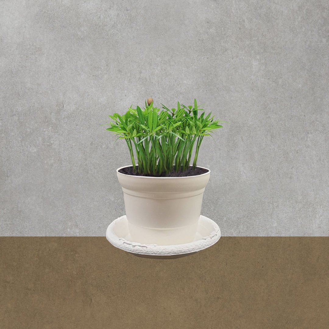 植物 罗汉松 室内盆栽 - 植栽/盆栽 - 塑料 绿色