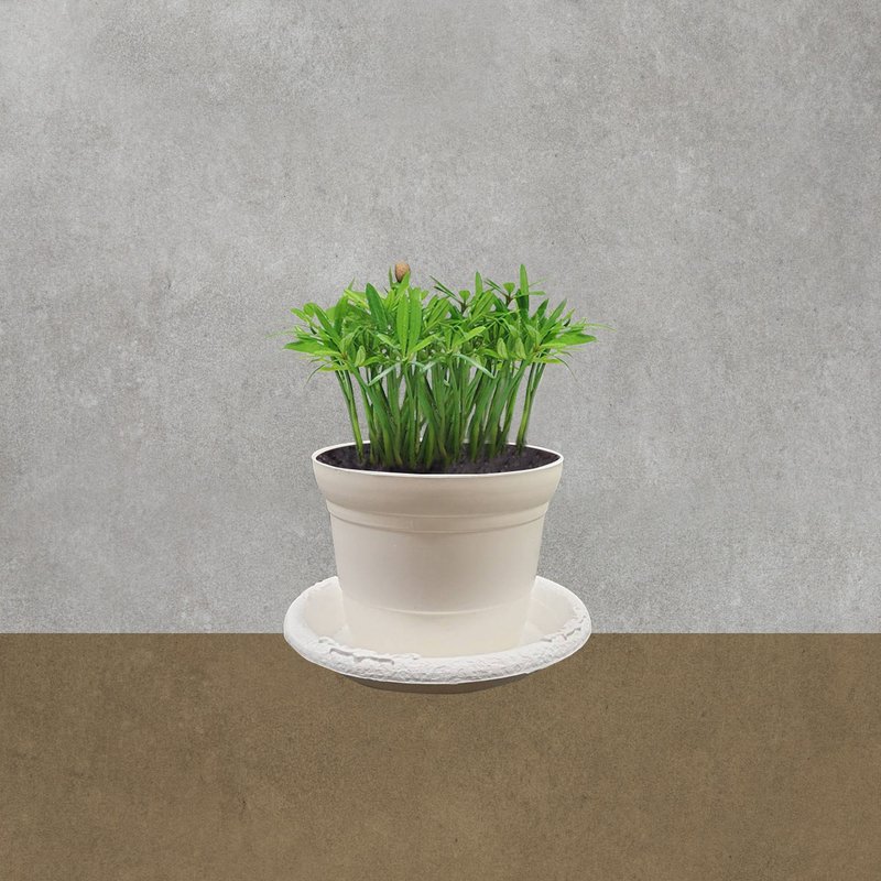 植物 罗汉松 室内盆栽 - 植栽/盆栽 - 塑料 绿色