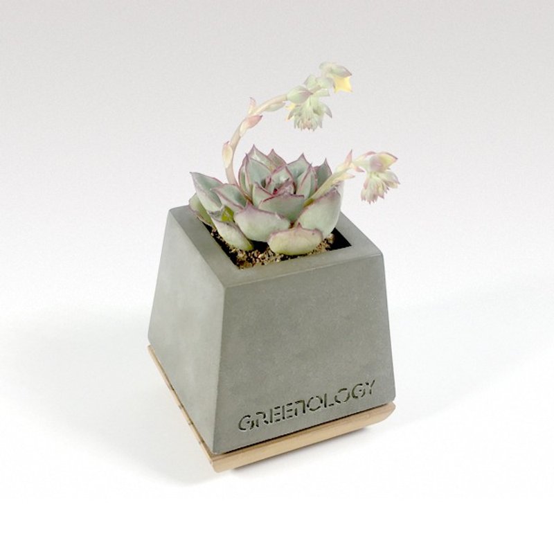 Greenology 水泥花器配木底座 - 植栽/盆栽 - 水泥 灰色