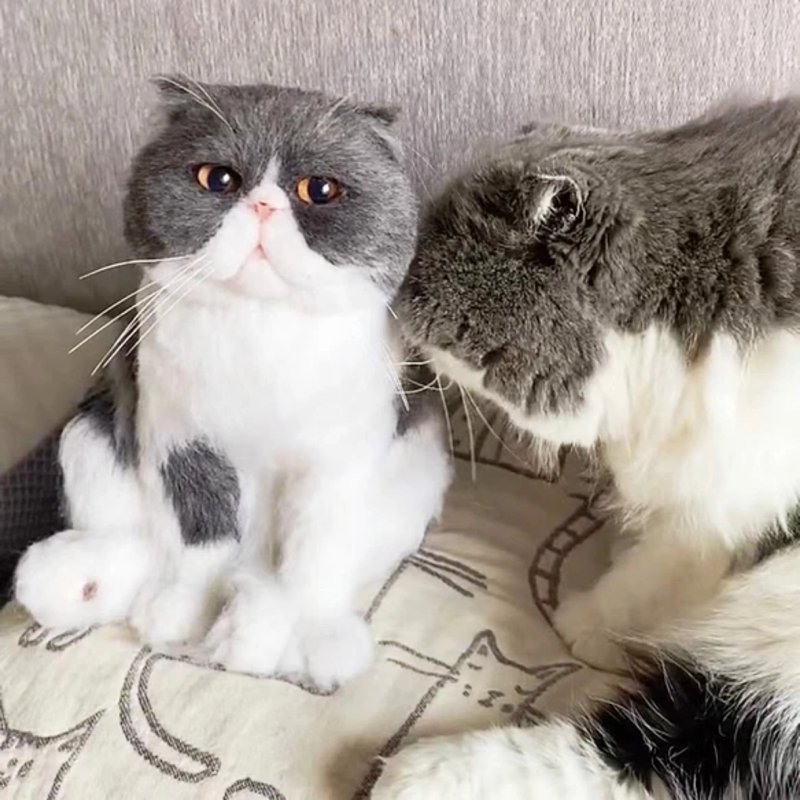 定制化礼物 逼真猫猫 羊毛毡 毛孩 宠物 娃娃 猫咪猫奴 似颜绘 ,3 - 玩具 - 羊毛 多色