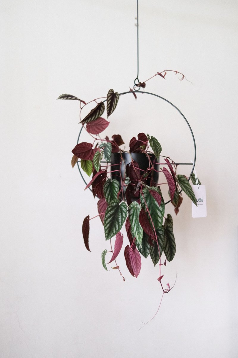 锦叶葡萄+极简黑铁悬吊架/开幕盆栽/室内盆栽/一物一拍 - 植栽/盆栽 - 植物．花 