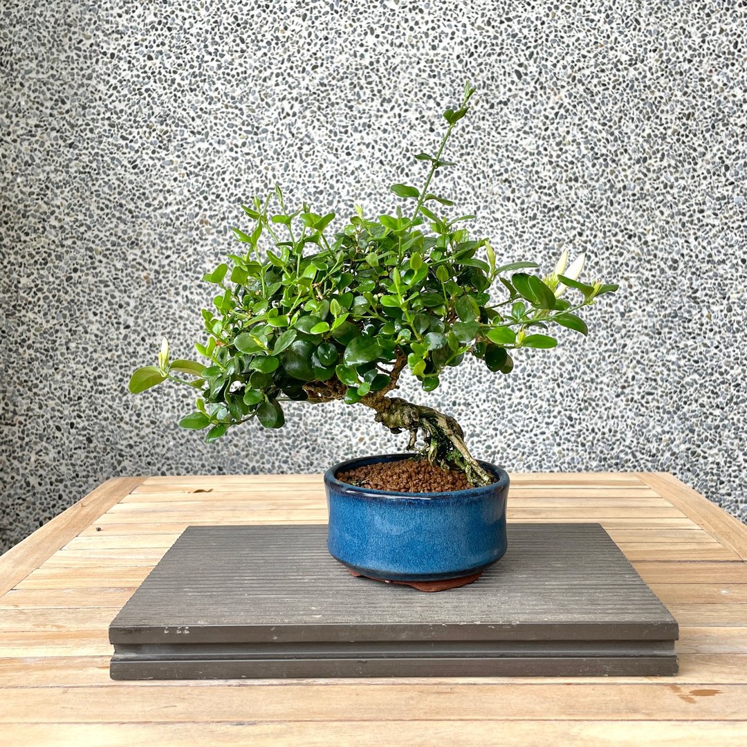 小品盆栽-山素樱 盆景 送礼 - 植栽/盆栽 - 植物．花 