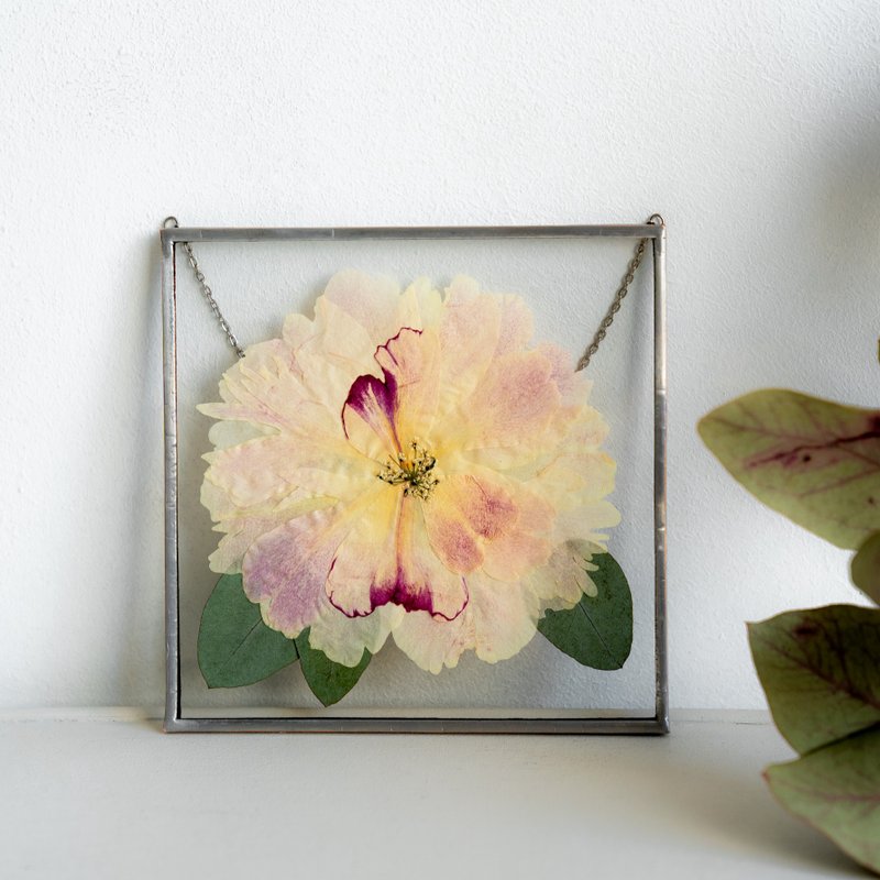 植物装饰 白牡丹 天然干花 押された花  天然干花 天然干花 - 干燥花/捧花 - 玻璃 多色