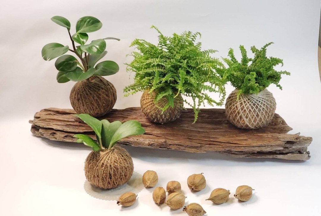 水苔球植物   观叶水苔球 - 植栽/盆栽 - 其他材质 