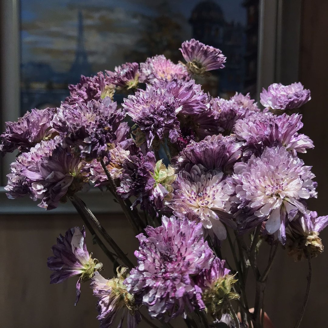紫菊│自制干燥花新鲜花材干燥 - 干燥花/捧花 - 植物．花 紫色