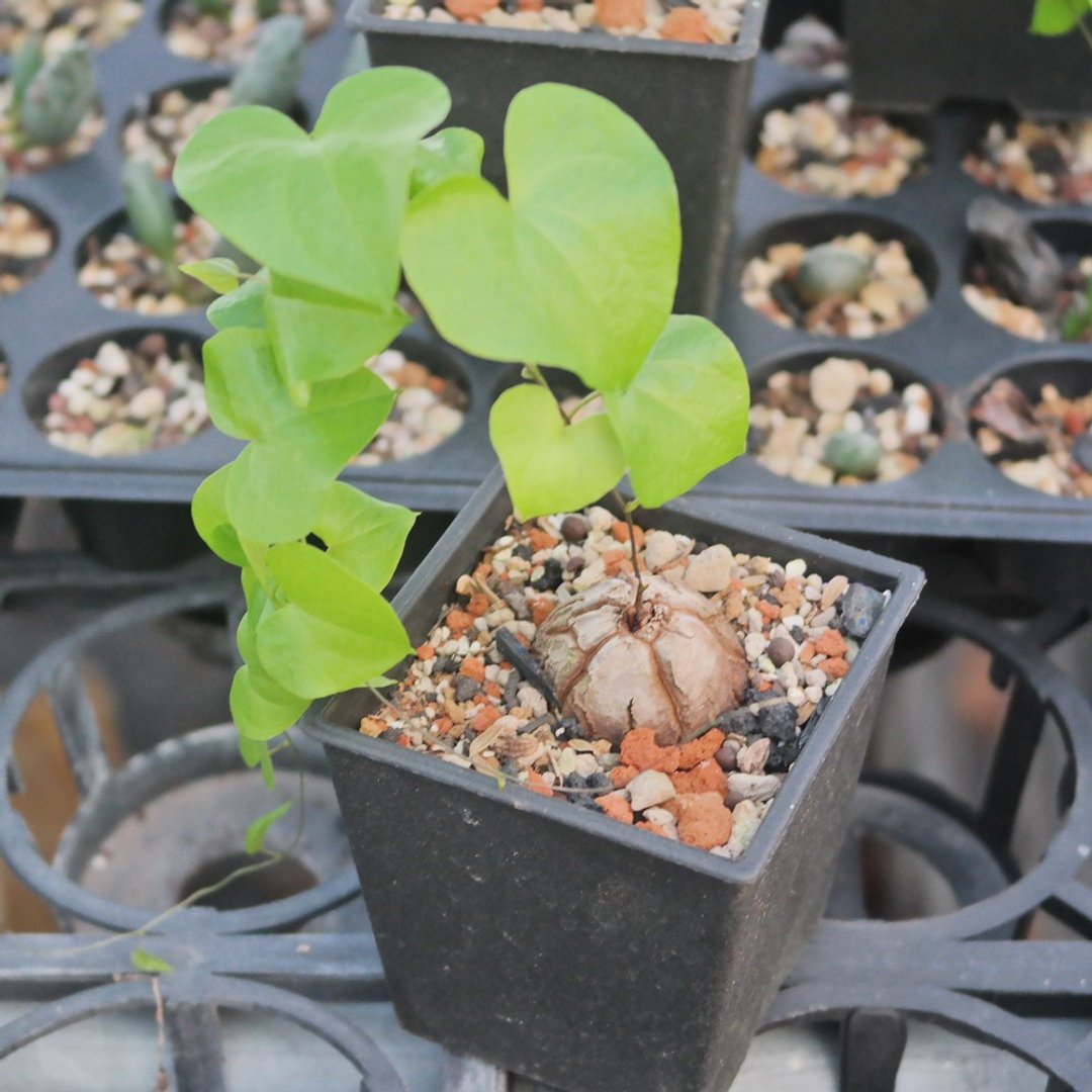 【豆豆多肉】【南非龟甲龙(数量有限】送礼│升迁│多肉植物 - 植栽/盆栽 - 植物．花 