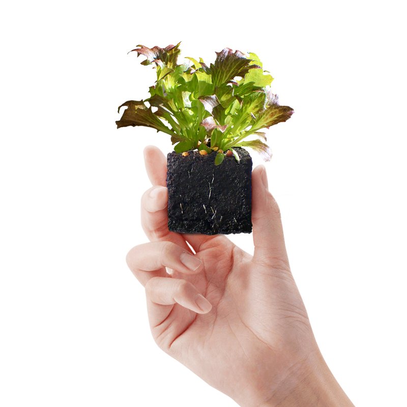 【GrowCube 囍欢块】20天拥有桌上菜园 - 植栽/盆栽 - 其他材质 咖啡色