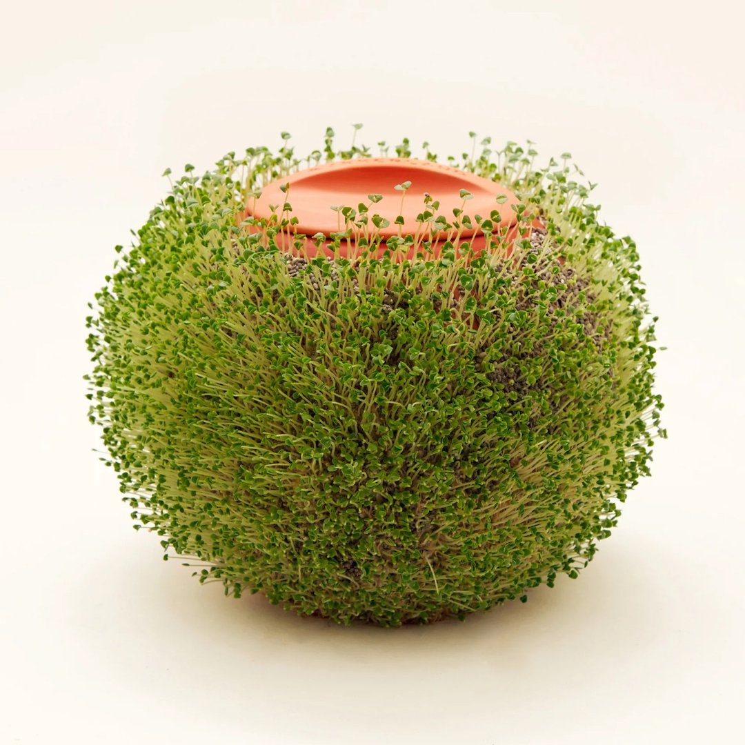 美国 Kikkerland 种植花盆陶土花盆条纹复古绿植花盆植物容器摆件 - 植栽/盆栽 - 陶 咖啡色