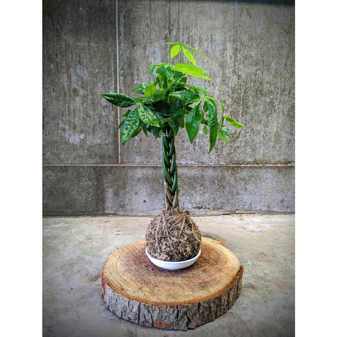 造型苔球植物 - 植栽/盆栽 - 植物．花 绿色
