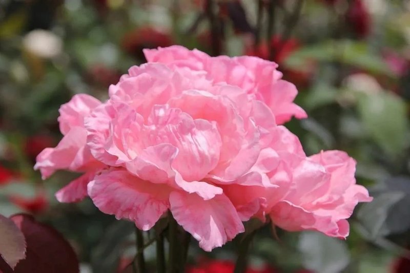 千叶玫瑰单方精油 - 香薰/精油/线香 - 精油 红色