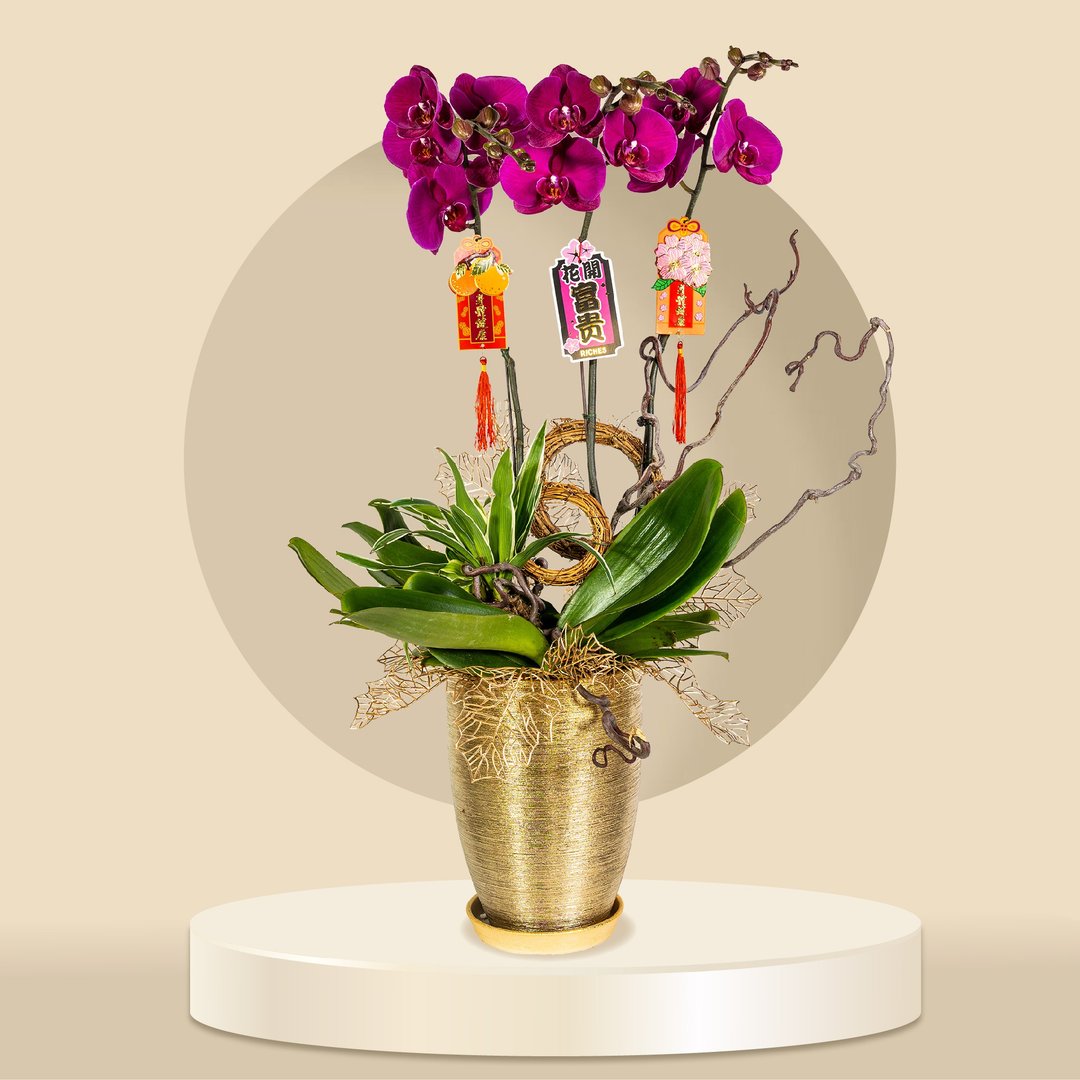 大辣椒蝴蝶兰3棵 (GF00060) 兰花 新春兰花 年花 自家兰花园种植 - 植栽/盆栽 - 植物．花 