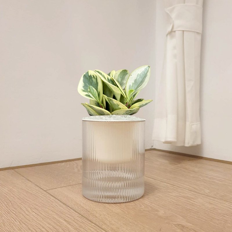 植栽 室内盆栽 乳斑椒草 植物盆栽 - 植栽/盆栽 - 塑料 绿色