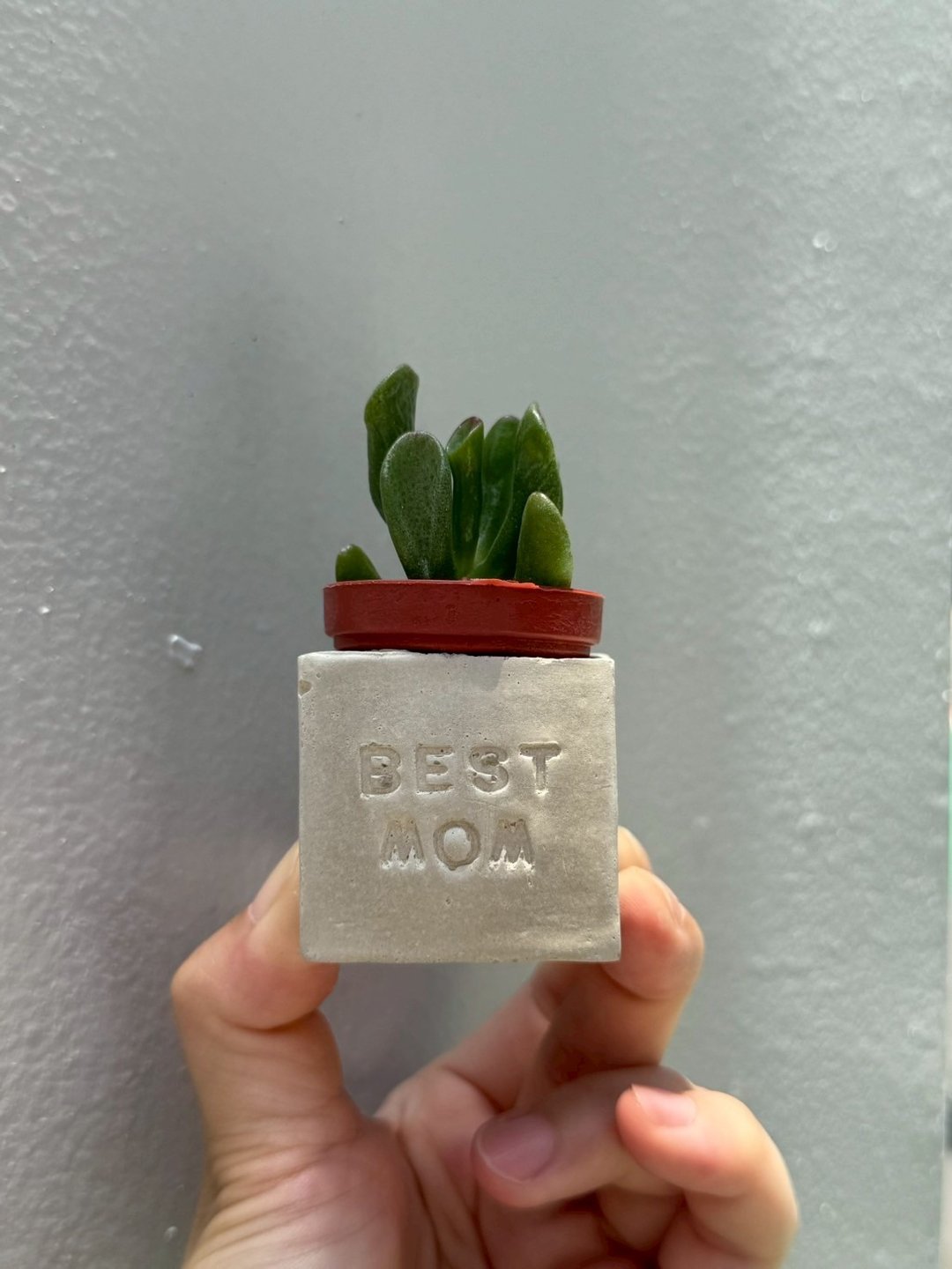 BEST MOM。妈妈棒棒。母亲节多肉磁铁盆栽 - 植栽/盆栽 - 水泥 灰色