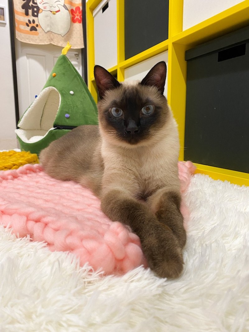 【钩针棒针编织】宠物毛线窝/毛线垫 温暖又可爱 - 编织/羊毛毡/布艺 - 其他材质 