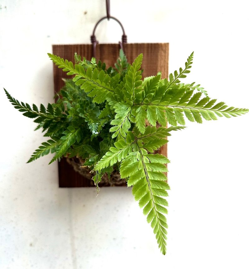 【蜥蜴蕨】 交换礼物  植物上板 上板植物 观叶植物 生日礼物 - 植栽/盆栽 - 植物．花 