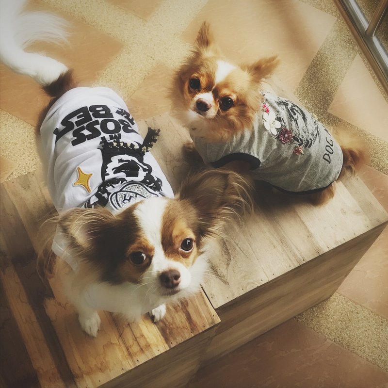 Comfy T-Shirt (Min Pin) - 衣/帽 - 棉．麻 白色