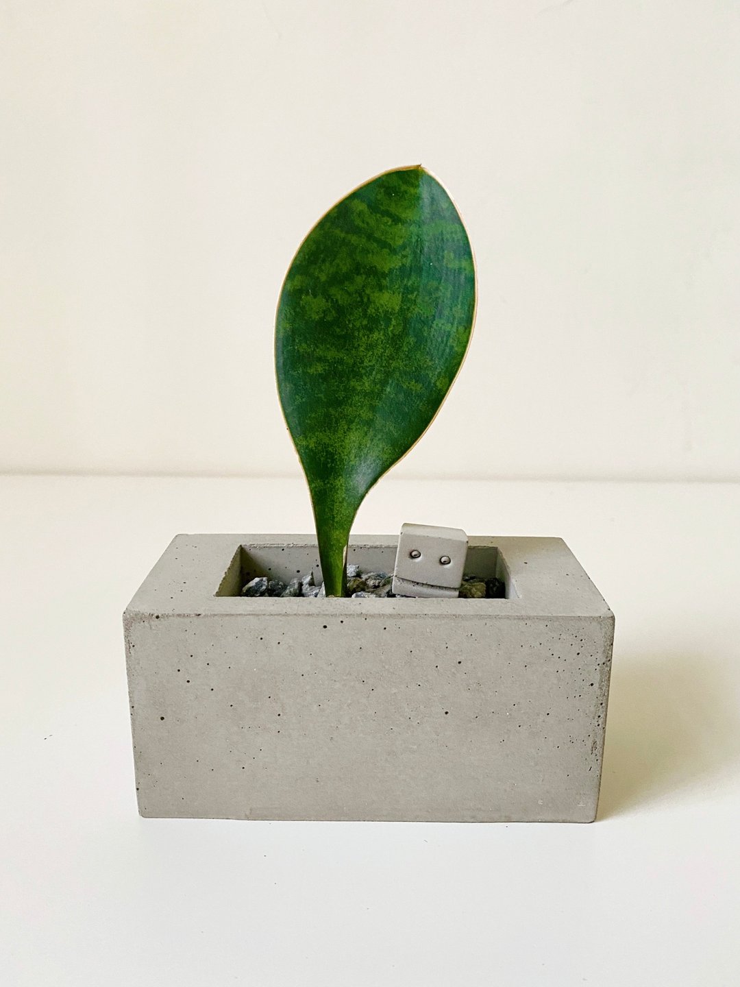 长方水泥花器+多肉植物宝扇虎尾兰+强尼 - 植栽/盆栽 - 水泥 灰色