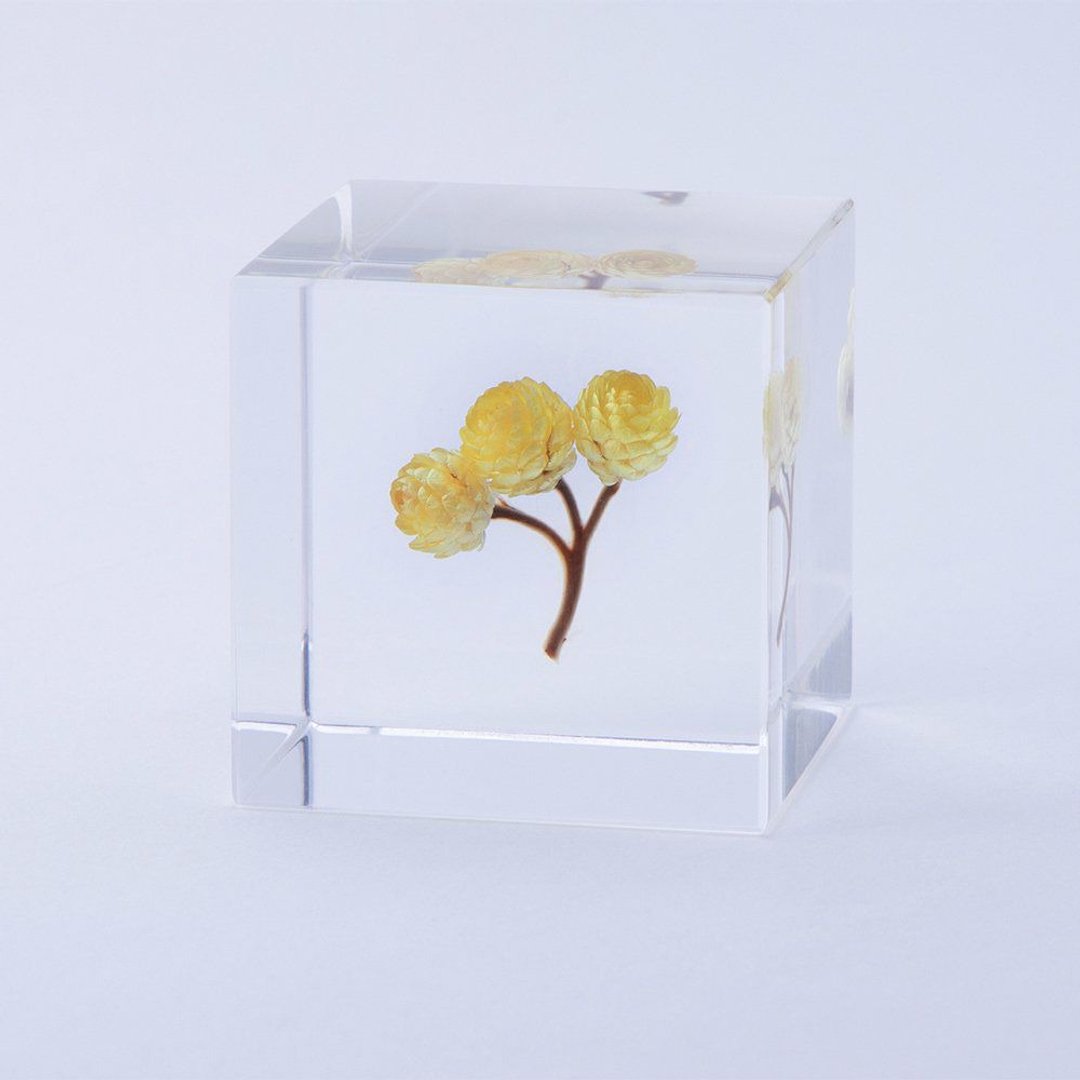 Sola cube 永久花立方块_心的太阳 - 摆饰 - 植物．花 透明