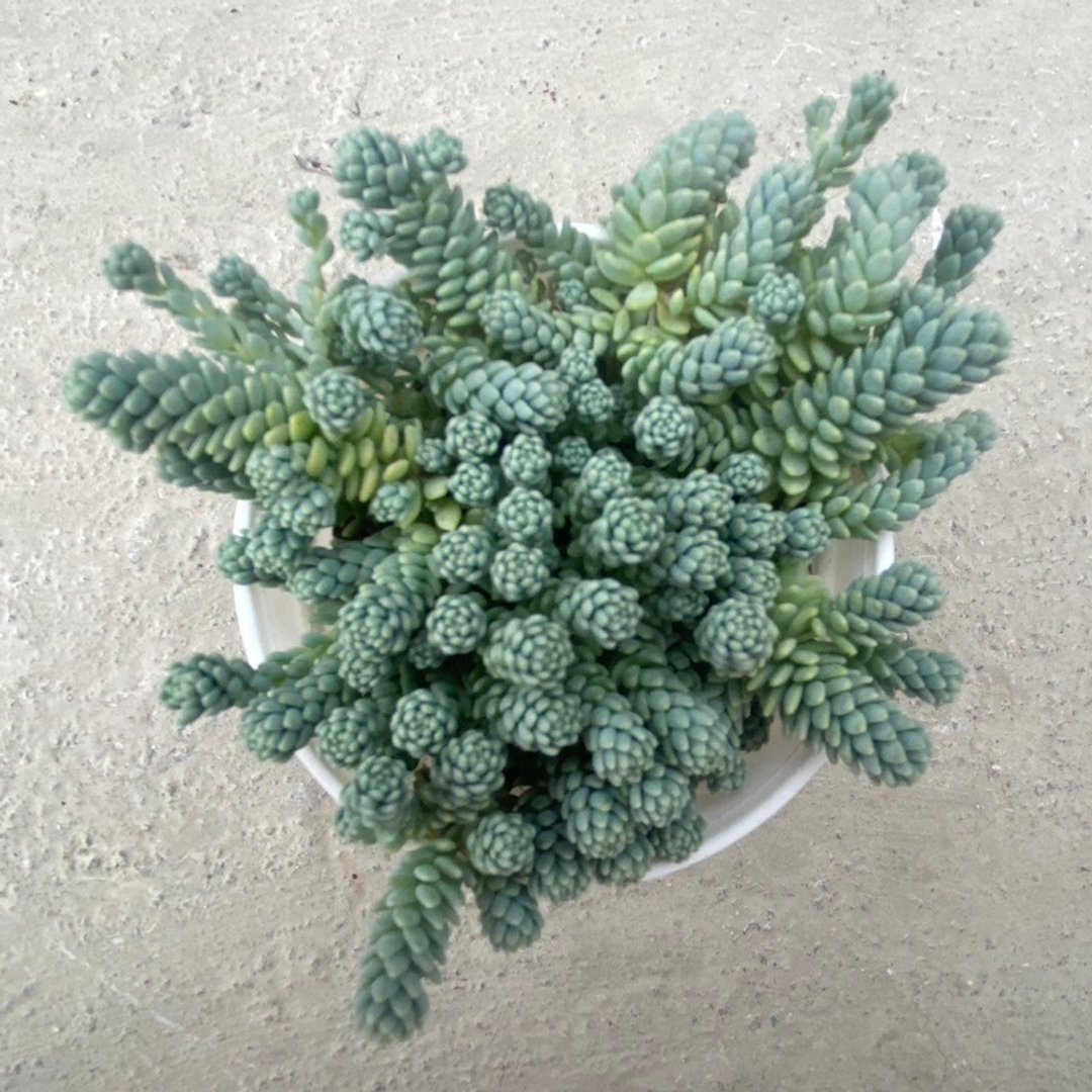 【豆豆多肉】【璇叶姬星美人】乔迁│送礼│升迁│多肉植物 - 植栽/盆栽 - 植物．花 