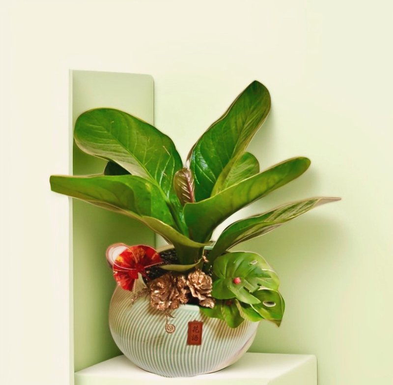 【高人气送礼盆栽】龙华高 桌上型盆栽 送礼乔迁新居开幕 - 植栽/盆栽 - 陶 