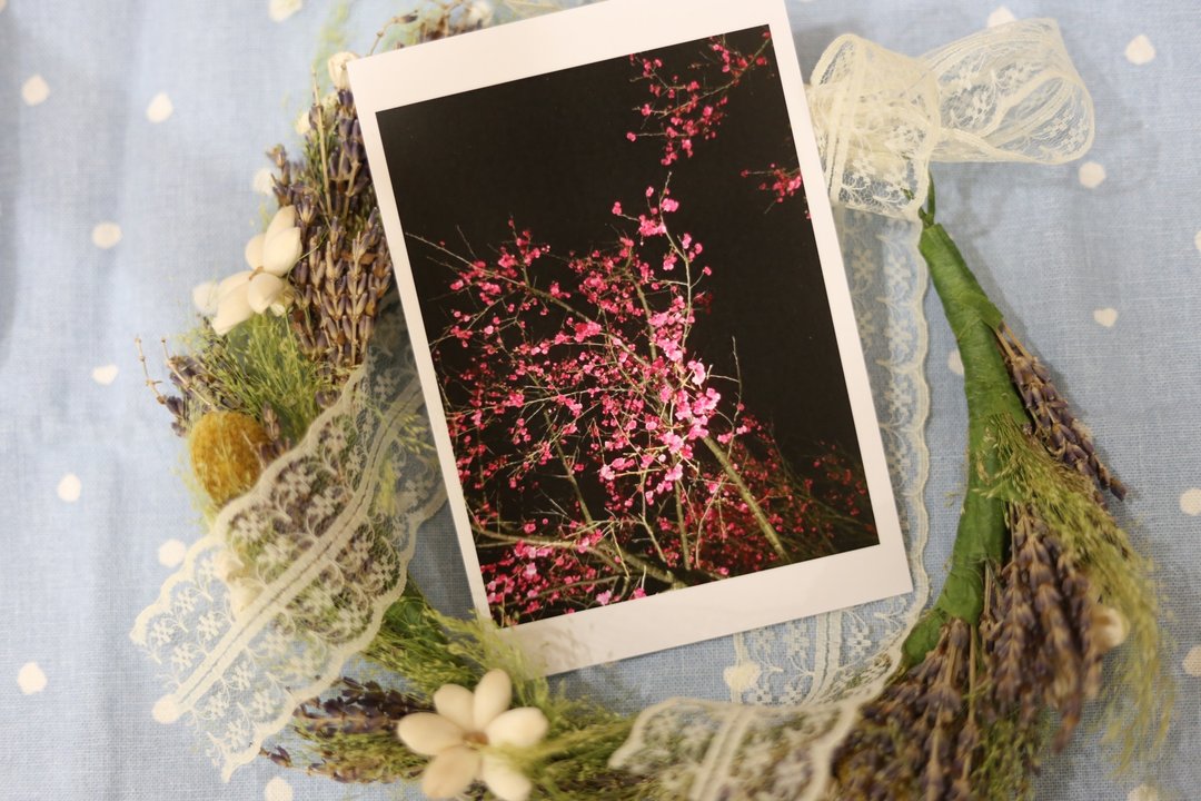 【明信片】夜樱cherry blossoms at night - 卡片/明信片 - 纸 白色