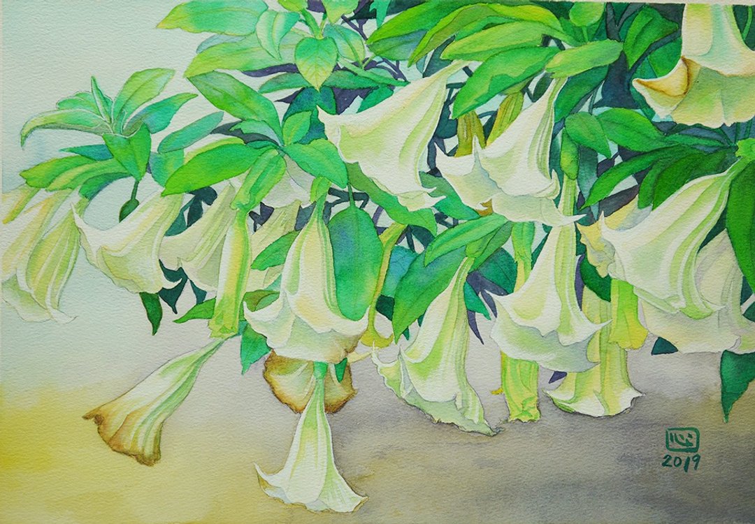 曼陀罗花Datura Flowers/原画/水彩画 - 海报/装饰画/版画 - 纸 