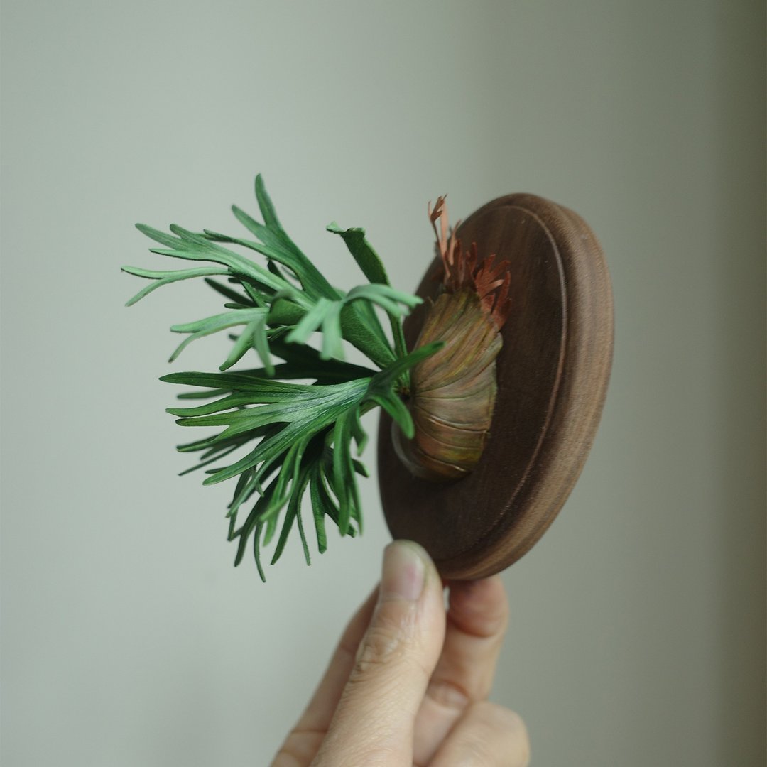 赛尔索鹿角蕨 platycerium willinckii celso tatsuta - 植栽/盆栽 - 真皮 