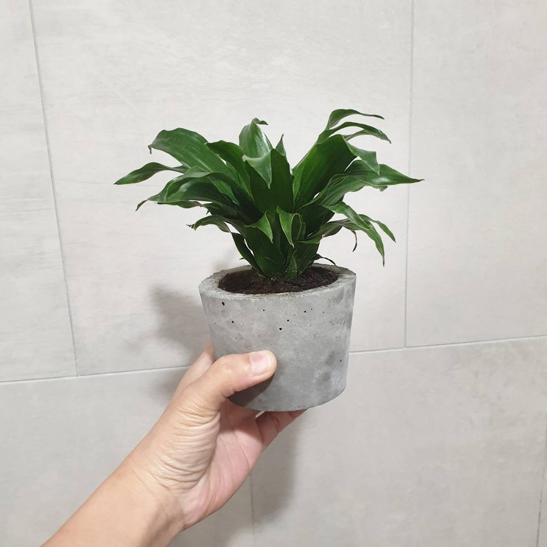 植物 阿波罗 室内盆栽 除尘 - 植栽/盆栽 - 水泥 绿色