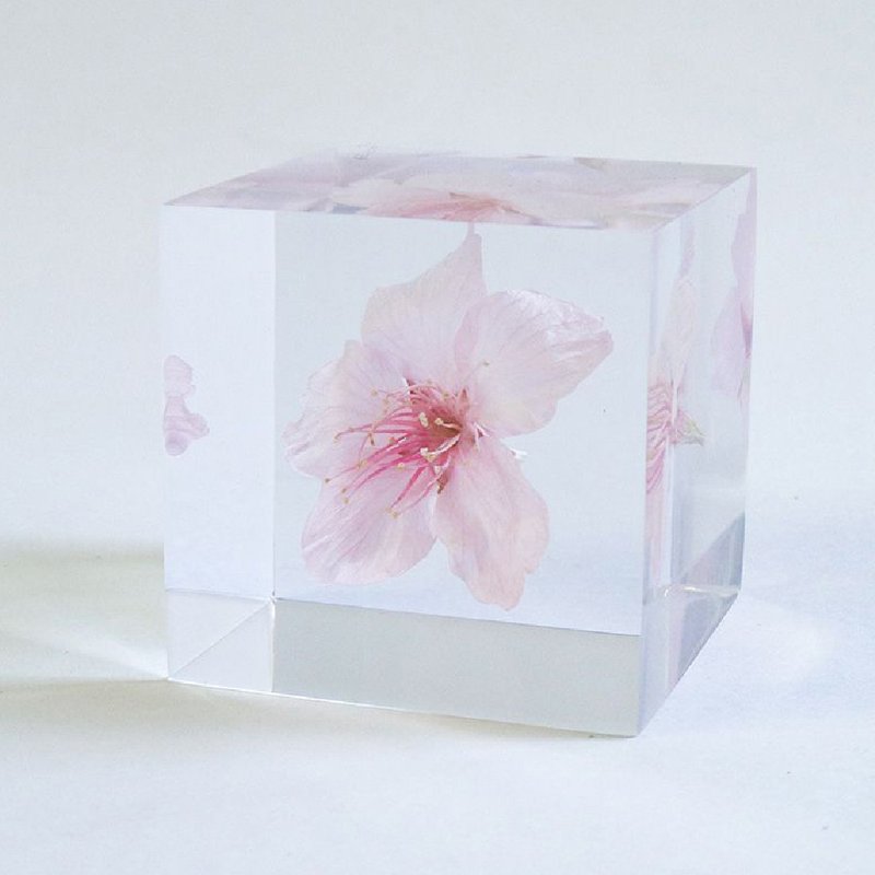 Sola cube 大寒樱花立方块_高尚、纯洁 - 摆饰 - 植物．花 透明