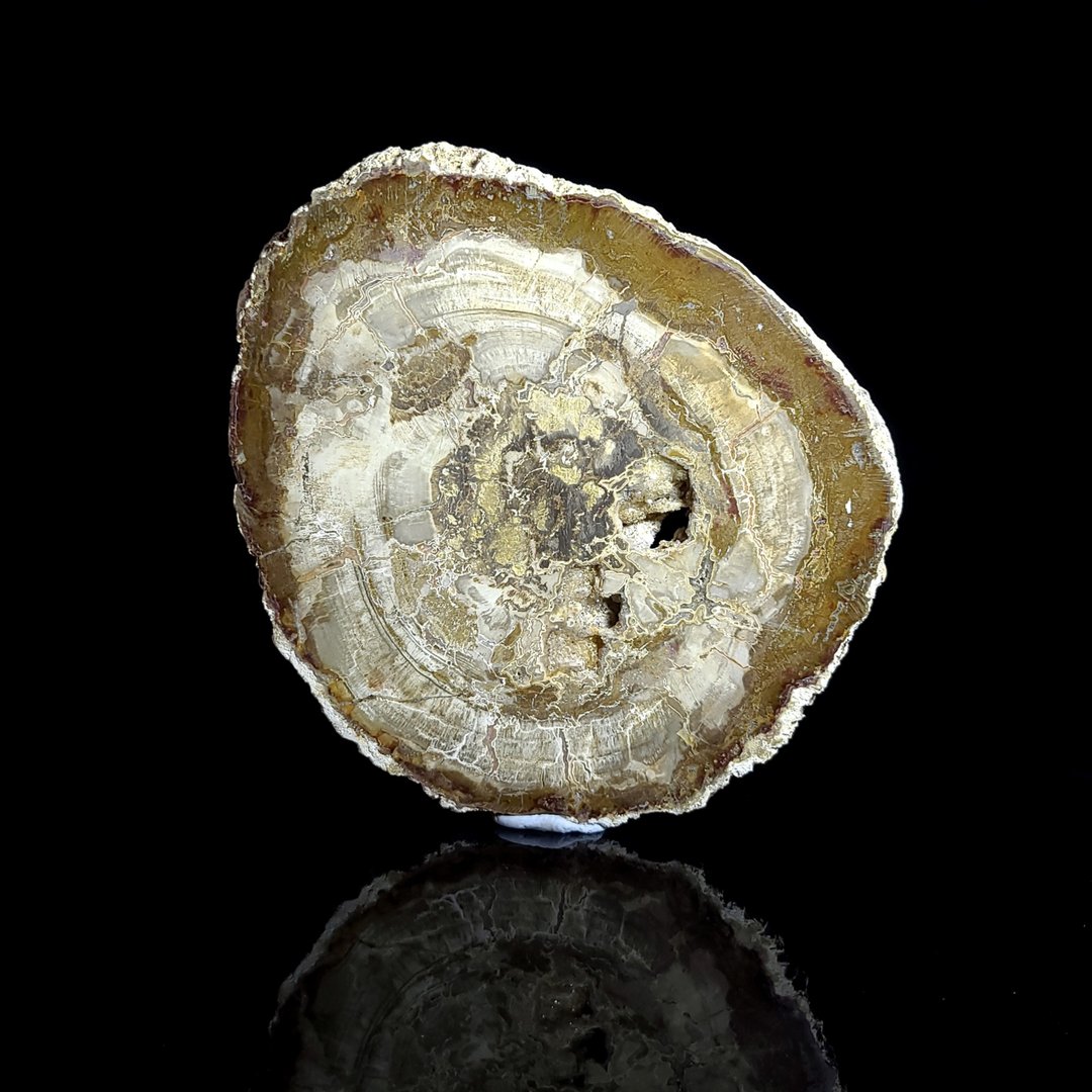 【木化石】- 800 - 其他 - 水晶 黑色