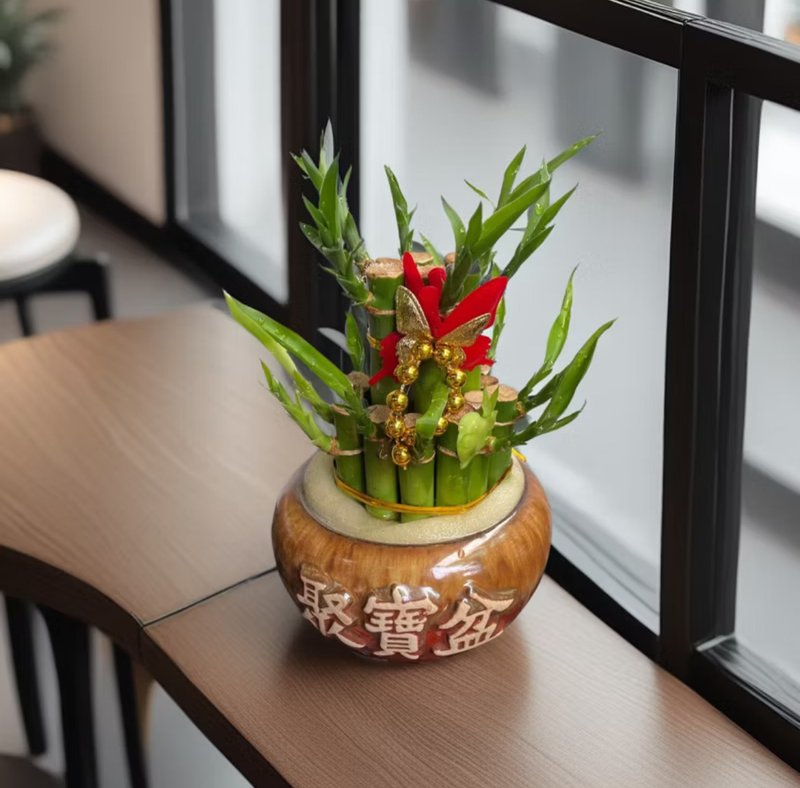 【开运竹】水植盆栽 开幕新居乔迁送礼居家店面摆设 - 植栽/盆栽 - 陶 