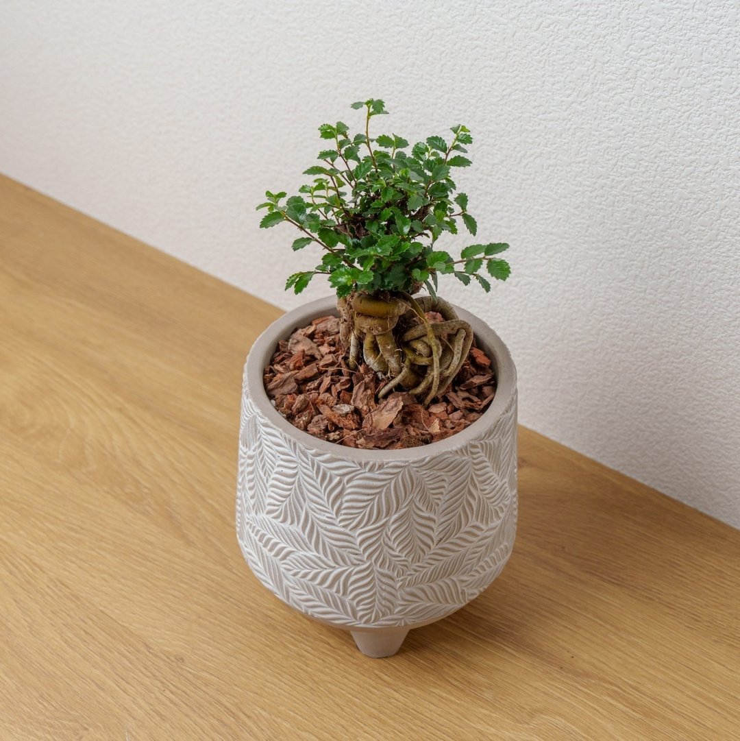 榆树  小树叶纹 水泥盆栽 桌上盆栽 开幕送礼 乔迁礼物 - 植栽/盆栽 - 植物．花 