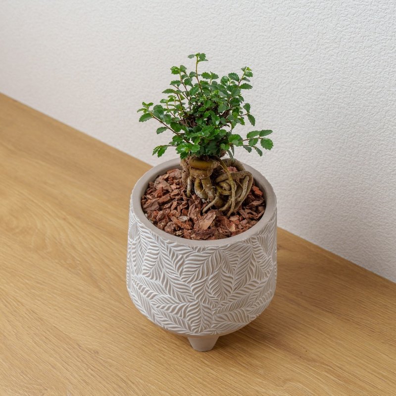 榆树  小树叶纹 水泥盆栽 桌上盆栽 开幕送礼 乔迁礼物 - 植栽/盆栽 - 植物．花 