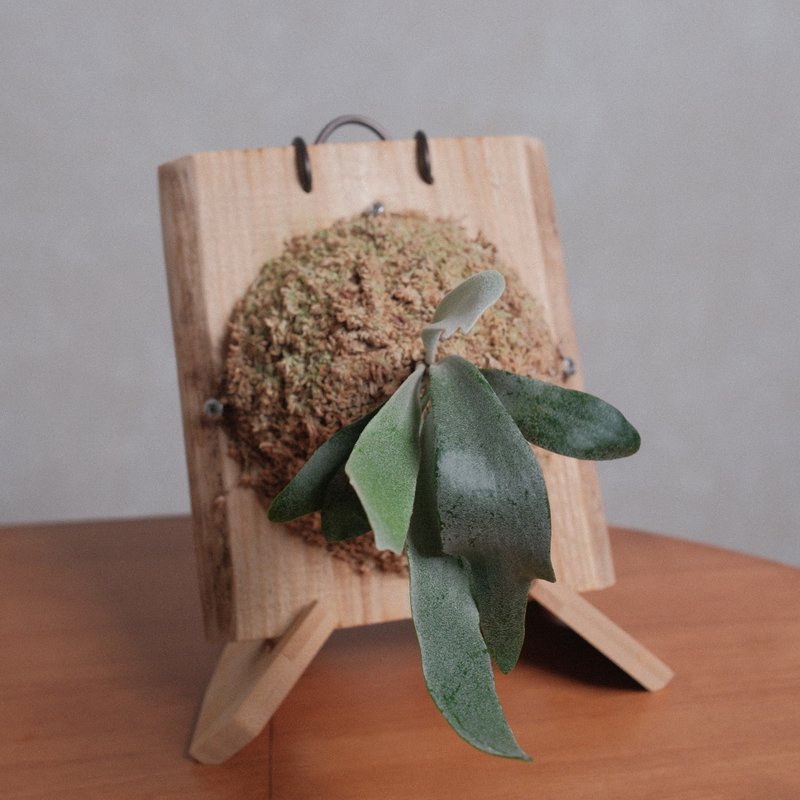 柠檬鹿角蕨/鹿角蕨/上板植物 - 植栽/盆栽 - 植物．花 