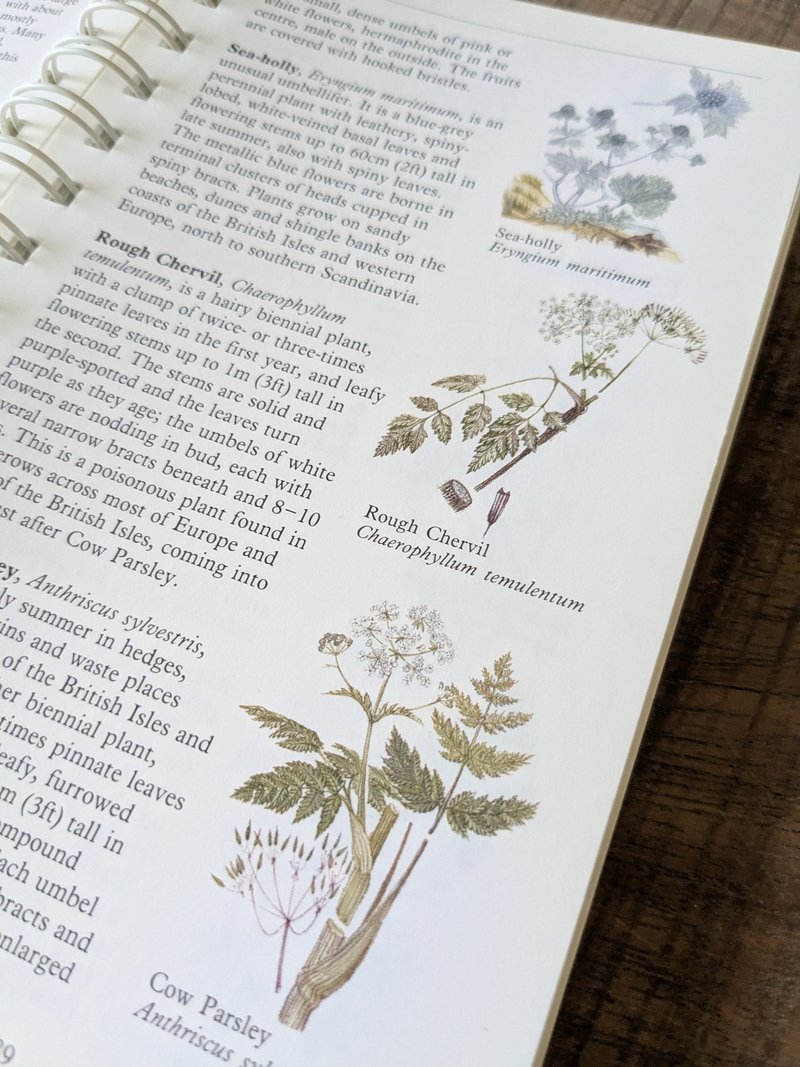 本书采下单后开始寻书/北欧野花/花卉图鉴/植物图集/手绘/花草/花 - 刊物/书籍 - 纸 黄色