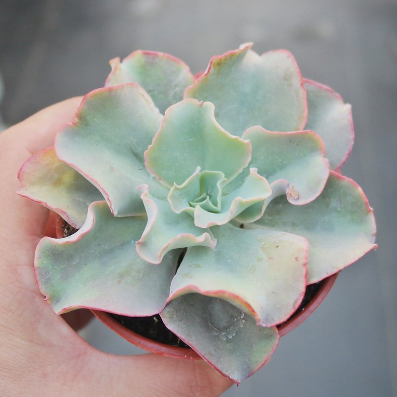 【豆豆多肉】【康康(小)】乔迁│送礼│升迁│多肉植物 - 植栽/盆栽 - 植物．花 